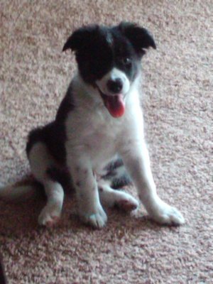 pup2.JPG
